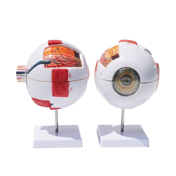 EB-1 Eye ball model